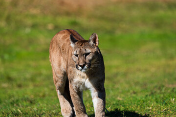 photograph of a puma in the wild