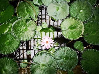 Nenufary w wodzie  © tomasz