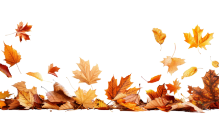 Autumn leaves in various shades of orange and yellow falling and scattered on a white background. Perfect for seasonal themes and designs.