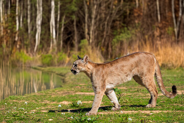photograph of a puma in the wild