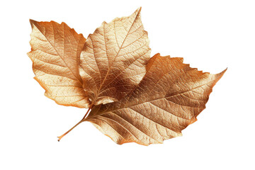 Golden autumn leaf isolated on white background. Perfect for nature, seasonal, and decorative-themed projects. High-resolution image.