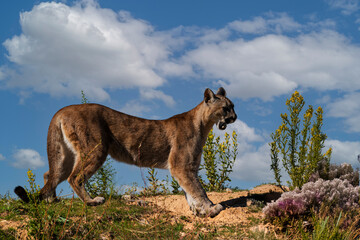 photograph of a puma in the wild