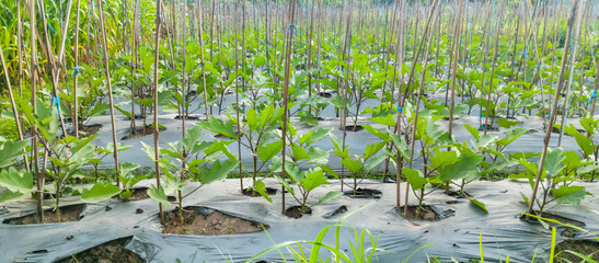 Tree planting system in rice fields