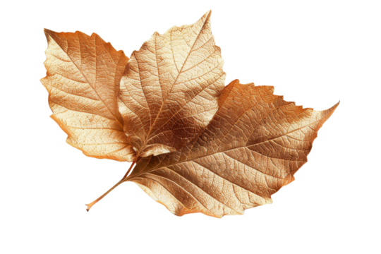 Golden autumn leaf isolated on white background. Perfect for nature, seasonal, and decorative-themed projects. High-resolution image.
