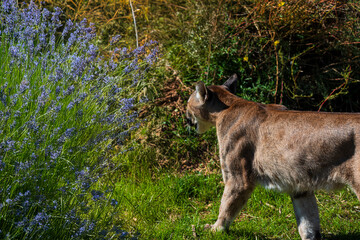 photograph of a puma in the wild