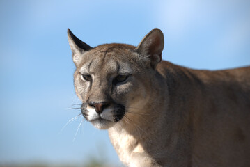 photograph of a puma in the wild