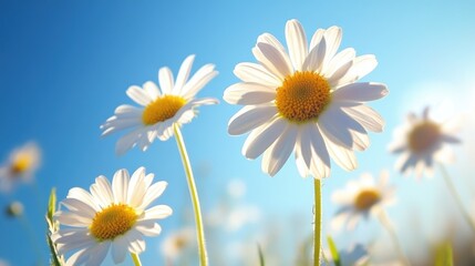 beauty flower blooming, nature background