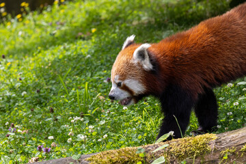 Western red panda (Ailurus fulgens fulgens), also known as the Nepalese red panda.