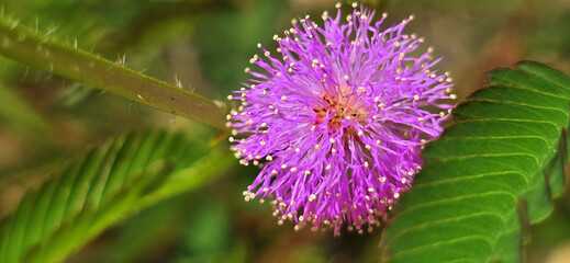 Mimosa pudica, commonly known as the sensitive plant, touch-me-not, or shy plant, is a creeping annual or perennial herb. It is known for its unique ability to fold its leaves inward and droop