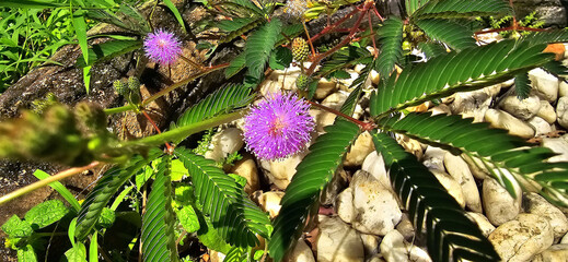 Mimosa pudica, commonly known as the sensitive plant, touch-me-not, or shy plant, is a creeping...