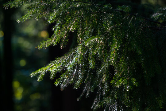 Sunlight on Evergreen Branches

