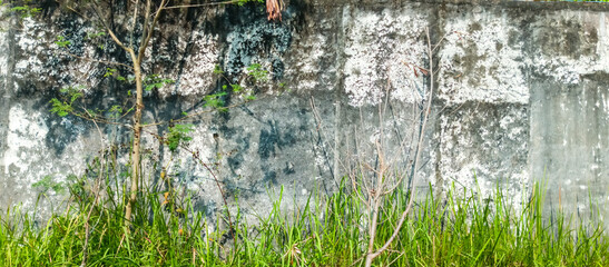 mossy cement house wall building