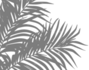Tropical leaves shadow corner overlay
