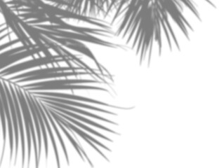 Obraz premium Tropical leaves shadow corner overlay
