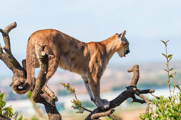 photograph of a puma in the wild
