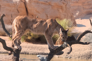 Naklejka premium photograph of a puma in the wild