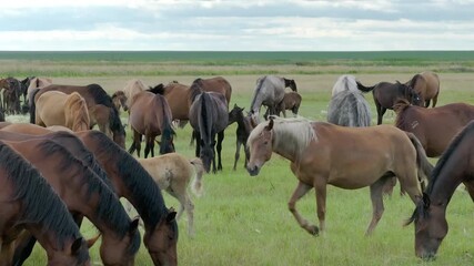 This stock motion video shows a herd of horses grazing in a green meadow. This video will decorate your projects related to horses, horse breeding, pets, pastures, nature.