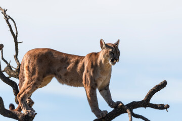 photograph of a puma in the wild