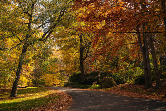 Autumn Path in Colorful Botanical Garden, New York
