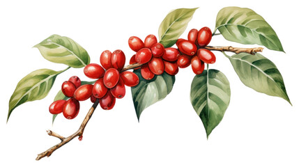 PNG Cherry plant lingonberry rowanberry.