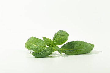 Fresh basil leaf isolated on white background