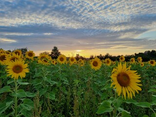 Sonnenblumen im Sonnenuntergang, Sonnenblumenfeld bei Stapelburg im Harz in Sachsen-Anhalt