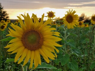 Sonnenblumen im Sonnenuntergang, Sonnenblumenfeld bei Stapelburg im Harz in Sachsen-Anhalt