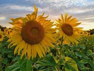 Sonnenblumen im Sonnenuntergang, Sonnenblumenfeld bei Stapelburg im Harz in Sachsen-Anhalt