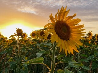 Sonnenblumen im Sonnenuntergang, Sonnenblumenfeld bei Stapelburg im Harz in Sachsen-Anhalt