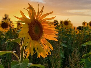 Sonnenblumen im Sonnenuntergang, Sonnenblumenfeld bei Stapelburg im Harz in Sachsen-Anhalt