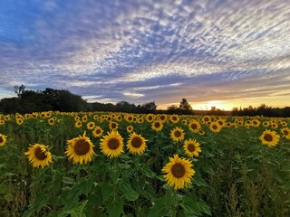 Sonnenblumen im Sonnenuntergang, Sonnenblumenfeld bei Stapelburg im Harz in Sachsen-Anhalt