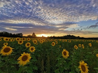 Sonnenblumen im Sonnenuntergang, Sonnenblumenfeld bei Stapelburg im Harz in Sachsen-Anhalt