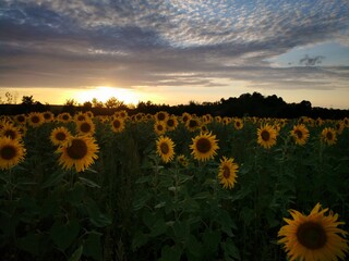 Sonnenblumen im Sonnenuntergang, Sonnenblumenfeld bei Stapelburg im Harz in Sachsen-Anhalt