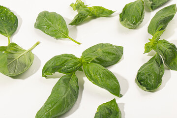 Fototapeta premium Fresh basil leaf isolated on white background