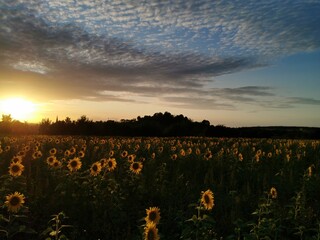 Sonnenblumen im Sonnenuntergang, Sonnenblumenfeld bei Stapelburg im Harz in Sachsen-Anhalt
