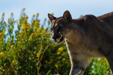 Naklejka premium photograph of a puma in the wild