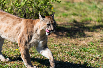 Naklejka premium photograph of a puma in the wild