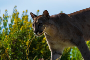 Naklejka premium photograph of a puma in the wild