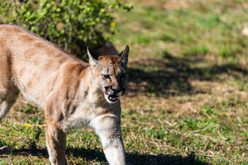 photograph of a puma in the wild