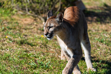 photograph of a puma in the wild