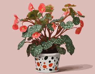 Begonia maculata with spotted leaves in flowerpot. Beautiful houseplant for interior decoration 
