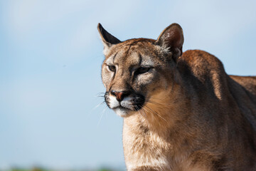 photograph of a puma in the wild