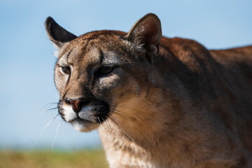 photograph of a puma in the wild