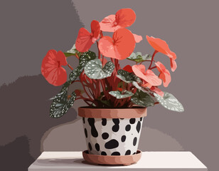 Begonia maculata with spotted leaves in flowerpot. Beautiful houseplant for interior decoration 
