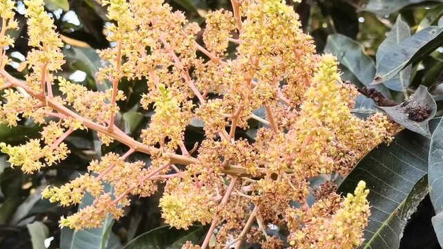 mango plant fruit