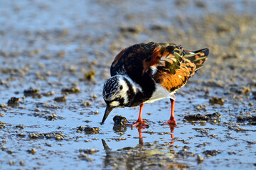 Steinwälzer // Ruddy turnstone (Arenaria interpres)