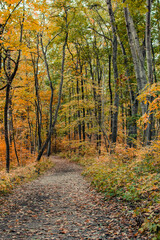 Path in Autumn forest