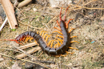 Centipede in Its Natural Habitat