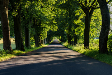 A serene treelined pathway surrounded by vibrant greenery, inviting exploration and relaxation