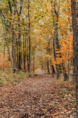 Path in Autumn forest
